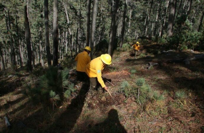 Fortalece SEDUMA proyectos de prevención de incendios y reforestación