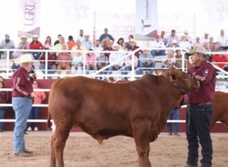 Prepara Desarrollo Rural de Tamaulipas Segundo Concurso del Novillo Gordo