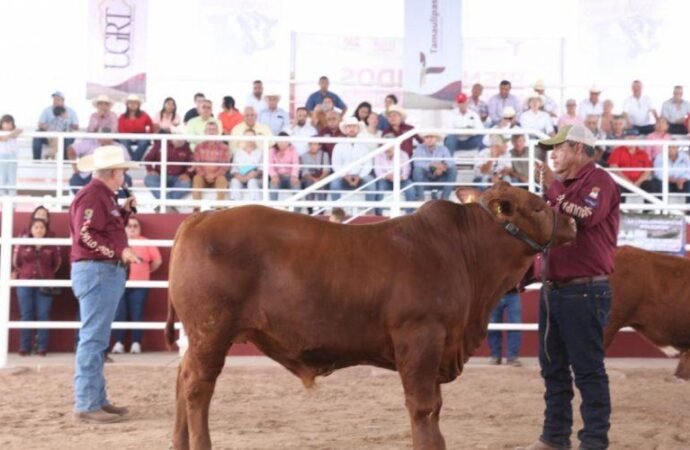 Prepara Desarrollo Rural de Tamaulipas Segundo Concurso del Novillo Gordo