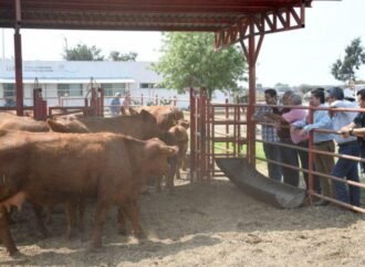 Reactivarán Centro de Mejoramiento Genético para fortalecer la ganadería en Tamaulipas