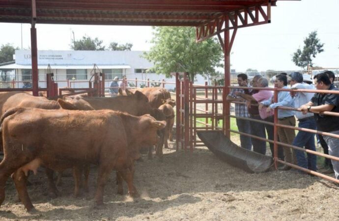 Reactivarán Centro de Mejoramiento Genético para fortalecer la ganadería en Tamaulipas
