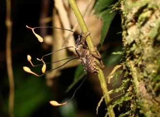 El hongo de ‘The Last of Us’ es ahora más realista y aterrador: así podría evolucionar en el mundo real, según la ciencia