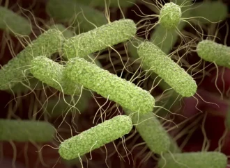 Toda el agua del planeta podría purificarse gracias a estos pequeños seres recién descubiertos