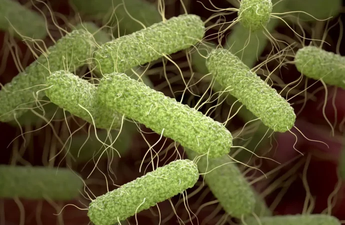 Toda el agua del planeta podría purificarse gracias a estos pequeños seres recién descubiertos