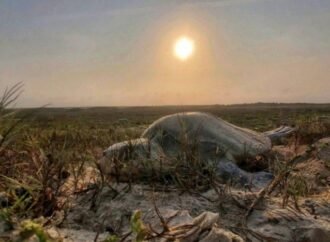 Incrementa Tamaulipas resguardo de huevos de tortuga lora en un 20%