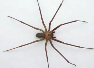 ¿Cuáles son las plantas que pueden ayudar a repeler a la araña violinista en mi casa?