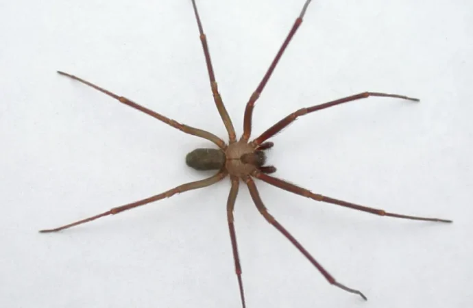 ¿Cuáles son las plantas que pueden ayudar a repeler a la araña violinista en mi casa?