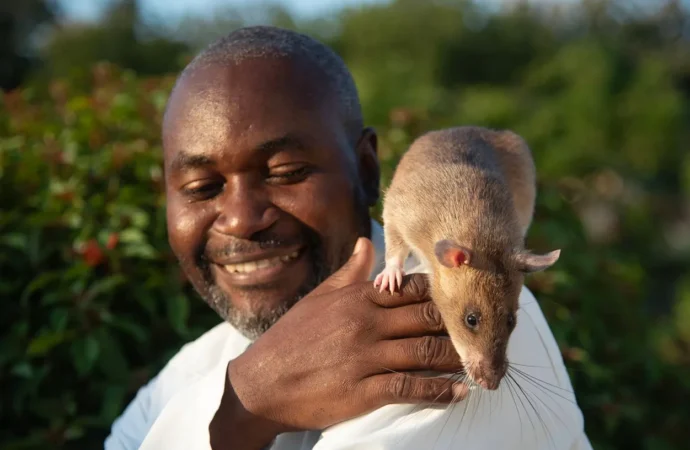 Carolina, la rata gigante, se jubila como una heroína tras salvar muchas vidas