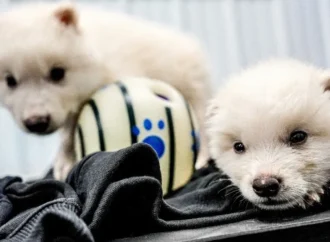 ¿Por qué la ‘desextinción’ de los lobos terribles despierta temor en la comunidad científica?