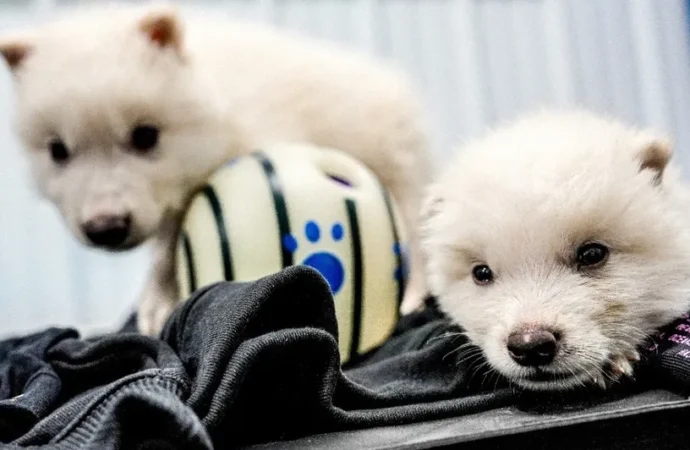 ¿Por qué la ‘desextinción’ de los lobos terribles despierta temor en la comunidad científica?