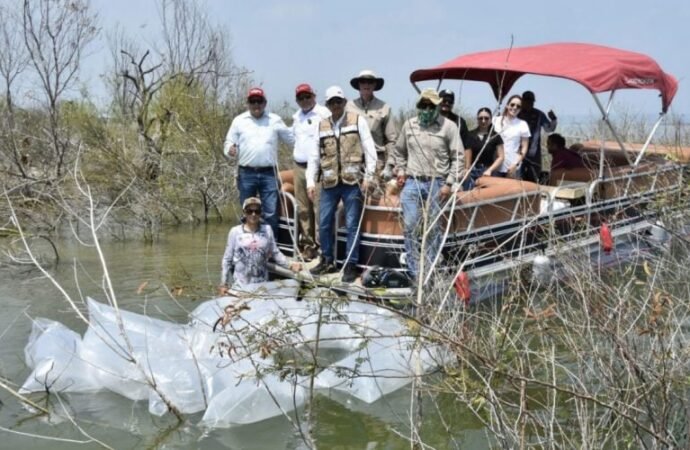 Siembran lobinas en la presa Vicente Guerrero para impulsar la pesca deportiva